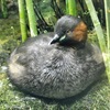カイツブリ(井の頭自然文化園)