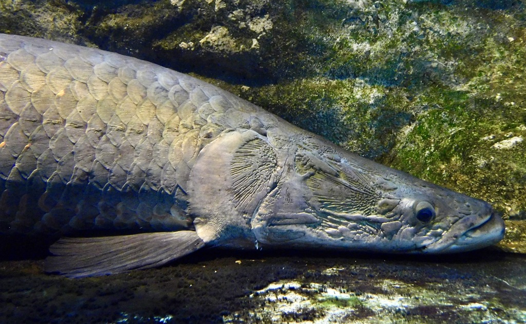 ピラルク(カワスイ　川崎水族館)