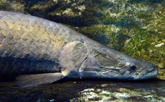 ピラルク(カワスイ　川崎水族館)