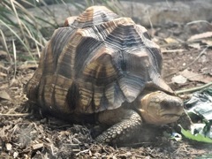 ヘサキリクガメの幼体(野毛山動物園)