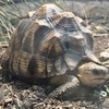ヘサキリクガメの幼体(野毛山動物園)