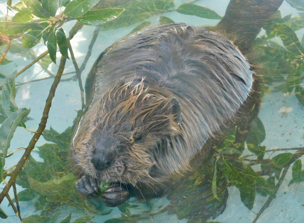 アメリカビーバー(東武動物公園)