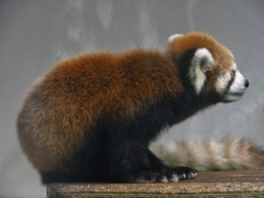 シセンレッサーパンダ(夢見ヶ崎動物公園)