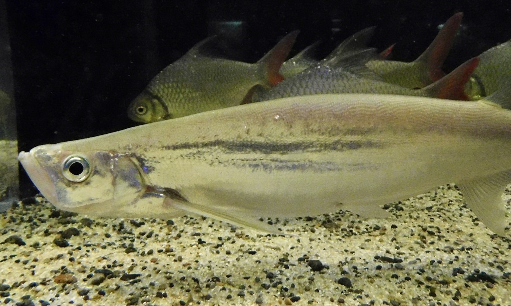 カショーロバルブ(カワスイ　川崎水族館)