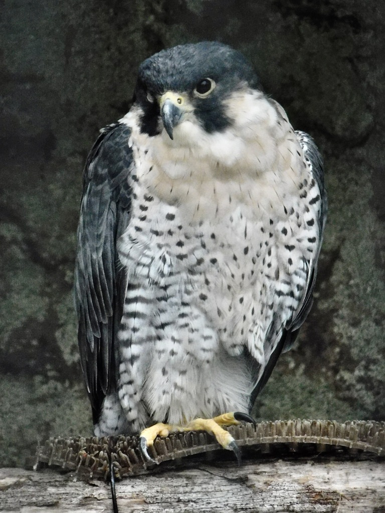 ハヤブサ(野毛山動物園)