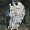 ハヤブサ(野毛山動物園)