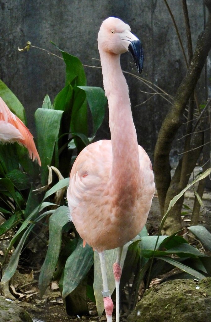 チリーフラミンゴ(夢見ヶ崎動物公園)