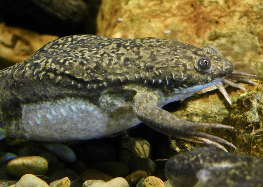 アフリカツメガエル(カワスイ　川崎水族館)