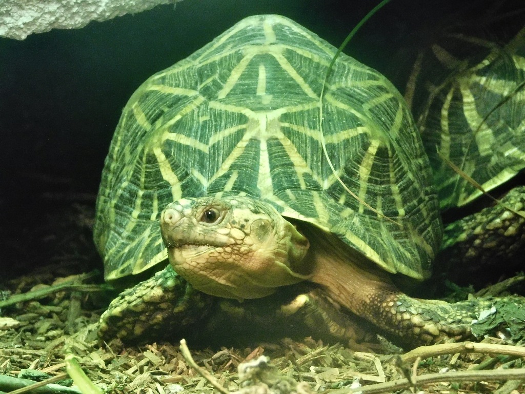 インドホシガメ(野毛山動物園)