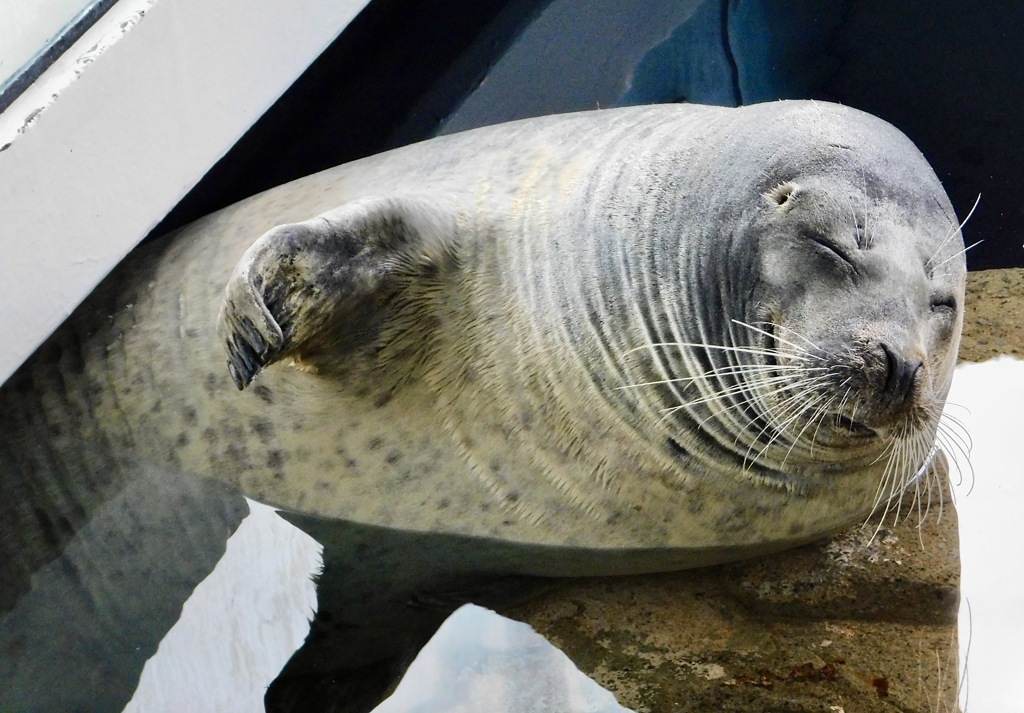 ゴマフアザラシ(しながわ水族館)