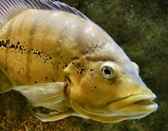 キクラ・テメンシス(カワスイ　川崎水族館)