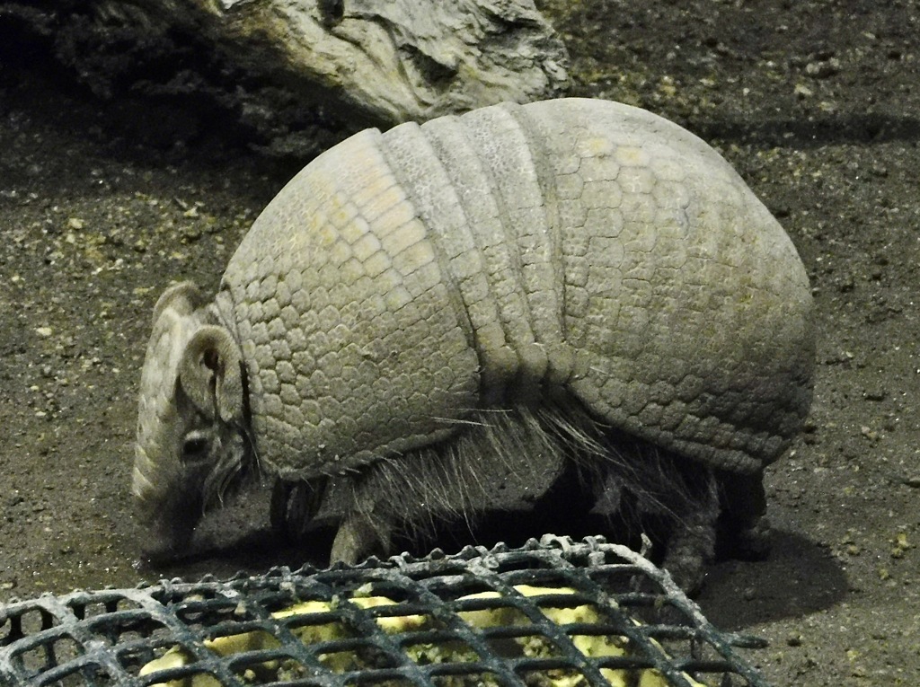 マタコミツオビアルマジロ(カワスイ　川崎水族館)