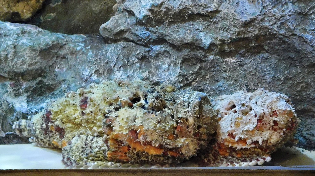 2匹のオニダルマオコゼ(しながわ水族館)