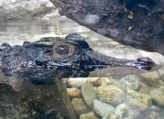 ブラジルカイマン(神戸どうぶつ王国)