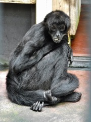 クモザル(夢見ヶ崎動物公園)