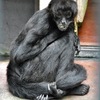 クモザル(夢見ヶ崎動物公園)