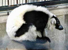 エリマキキツネザル(夢見ヶ崎動物公園)