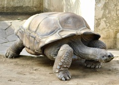 アルダブラゾウガメ(夢見ヶ崎動物公園)