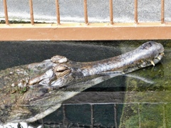 マレーガビアル(熱川バナナワニ園)
