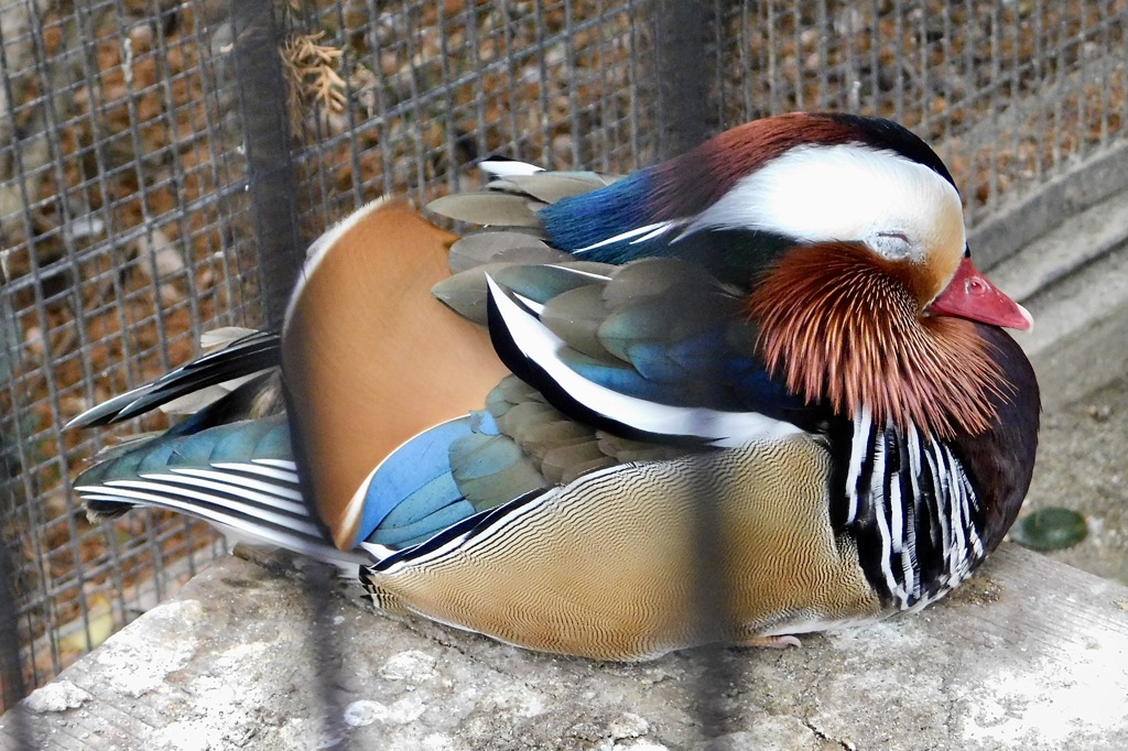 オスのオシドリ(井の頭自然文化園)