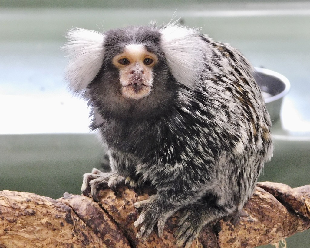 コモンマーモセット(浦安市交通公園)