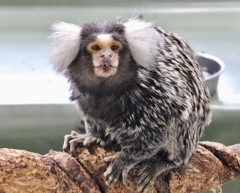 コモンマーモセット(浦安市交通公園)