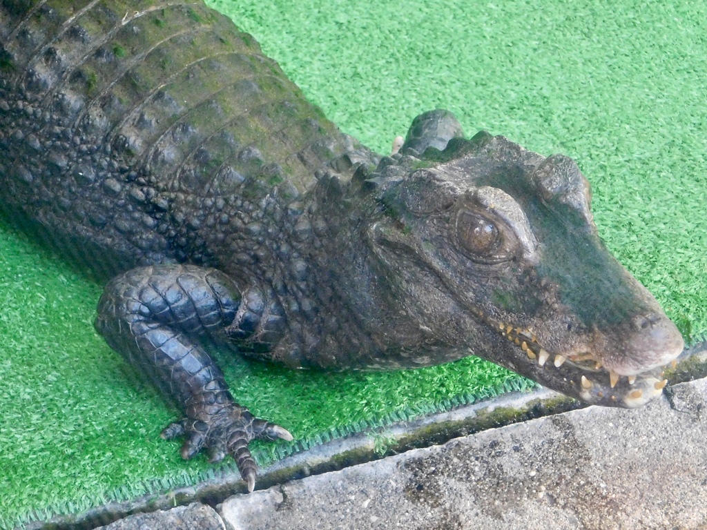 コビトカイマン(熱川バナナワニ園)
