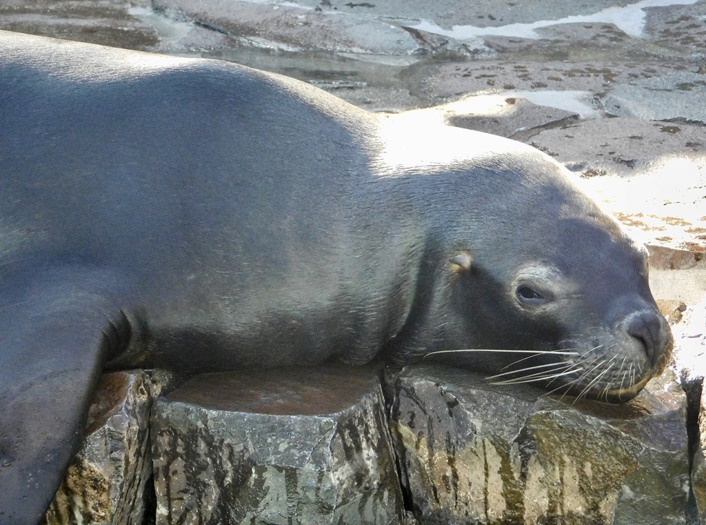 オタリア(江戸川区自然動物園)