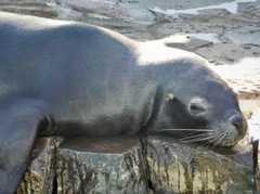 オタリア(江戸川区自然動物園)