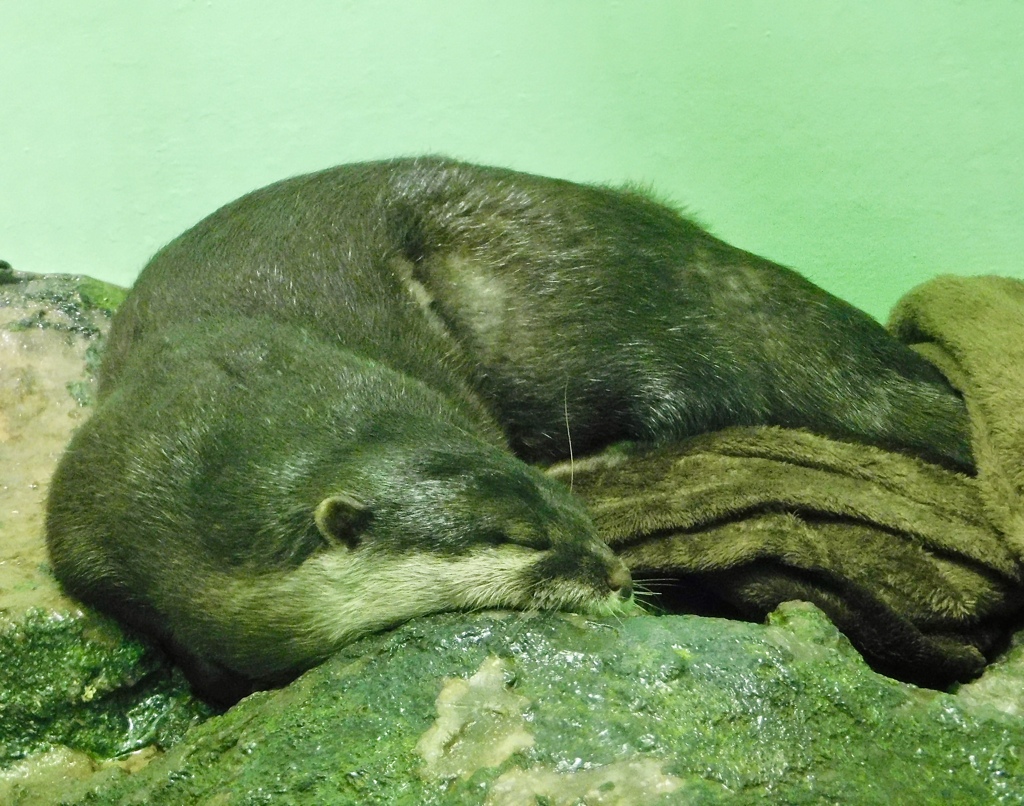 昼寝をしているコツメカワウソ(しながわ水族館)