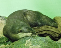 昼寝をしているコツメカワウソ(しながわ水族館)