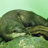 昼寝をしているコツメカワウソ(しながわ水族館)