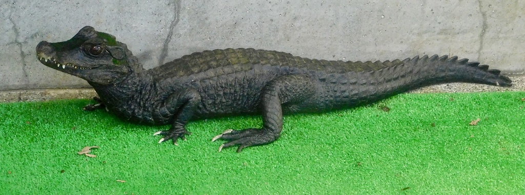 コビトカイマン(熱川バナナワニ園)