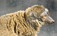 ブラウンキツネザル(夢見ヶ崎動物公園)