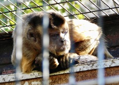 フサオマキザル(夢見ヶ崎動物公園)