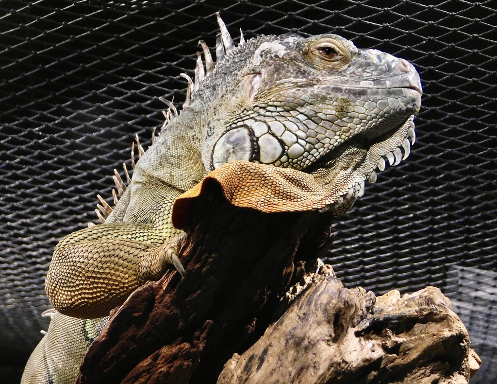 グリーンイグアナ(カワスイ　川崎水族館)