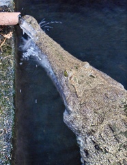 オーストラリアワニ(熱川バナナワニ園)