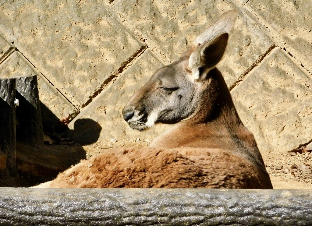 アカカンガルー(多摩動物公園)