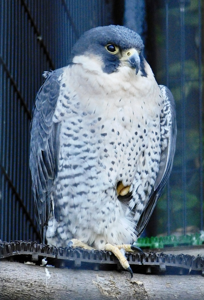 ハヤブサ(野毛山動物園)