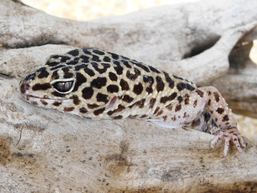 ヒョウモントカゲモドキ(上野動物園)