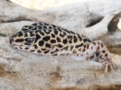 ヒョウモントカゲモドキ(上野動物園)