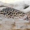 ヒョウモントカゲモドキ(上野動物園)