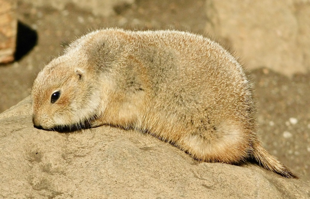 オグロプレーリードッグ(江戸川区自然動物園)
