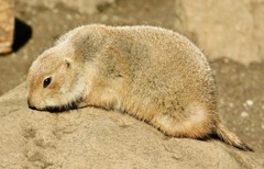 オグロプレーリードッグ(江戸川区自然動物園)