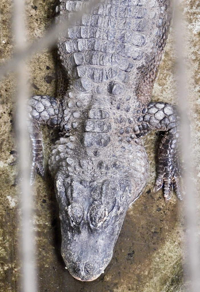 ヨウスコウワニ(野毛山動物園)