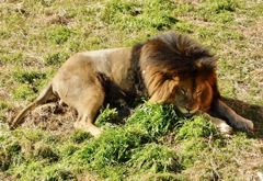 オスのライオン(多摩動物公園)