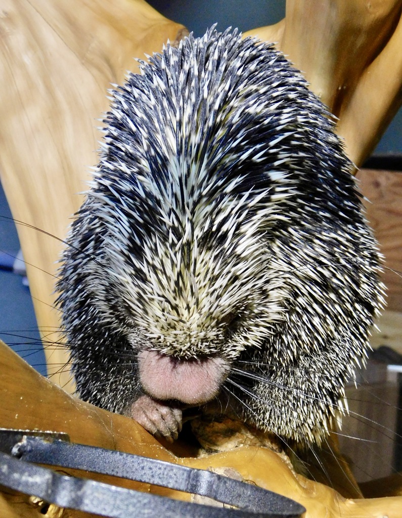 オマキヤマアラシ(カワスイ　川崎水族館)