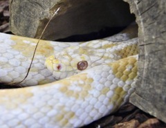 コーンスネーク(浦安市交通公園)