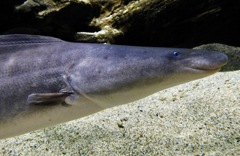 ジムナーカス(カワスイ　川崎水族館)