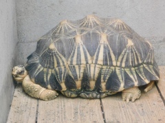 ホウシャガメ(熱川バナナワニ園)